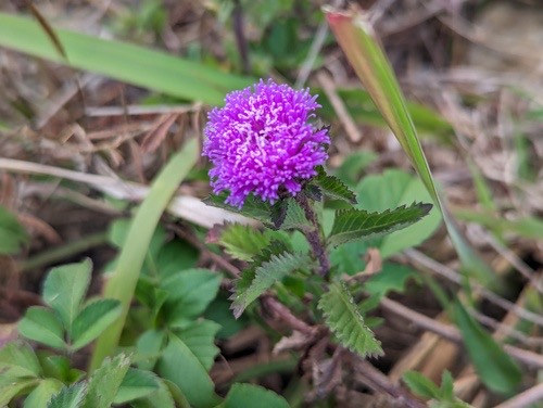 กระดุมไพลิน · Brazilian bachelor's button · Centratherum punctatum