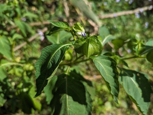 โทงเทงม่วง · apple-of-Peru · Nicandra physalodes