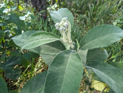 มะเขือดง · bugweed · Solanum mauritianum