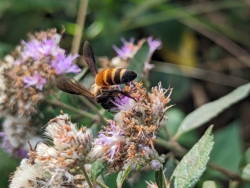 ผึ้งหลวง · Giant Honey Bee · Apis dorsata