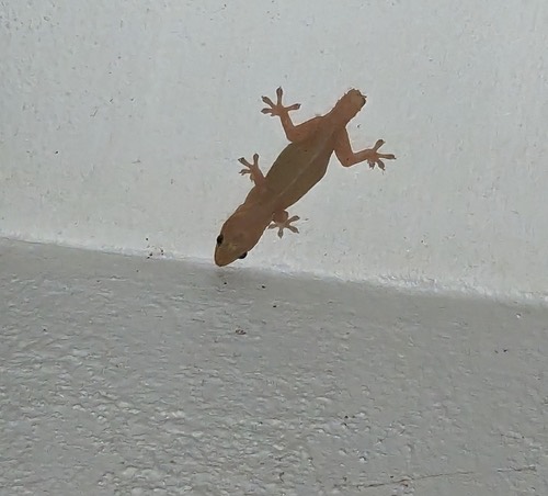 จิ้งจกบ้านหางหนาม · Asian House Gecko · Hemidactylus frenatus