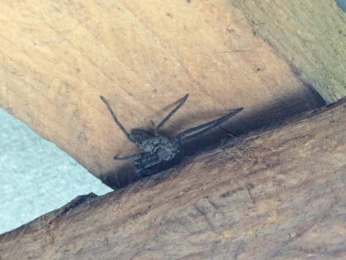 แมงมุมพเนจรบ้าน · Pantropical Huntsman Spider · Heteropoda venatoria