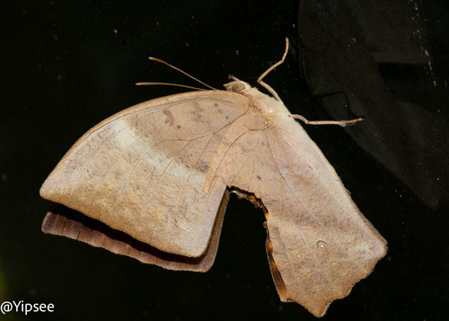 ผีเสื้อไผ่ลายธรรมดา · Common Duffer · Discophora sondaica