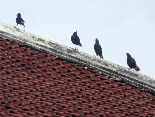นกเอี้ยงหงอน · Great Myna · Acridotheres grandis