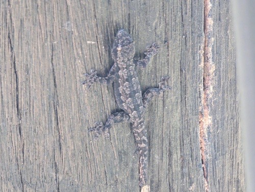จิ้งจกบ้านหางแบน · Flat-tailed House Gecko · Hemidactylus platyurus
