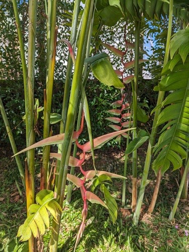 pink flamingo heliconia · Heliconia chartacea