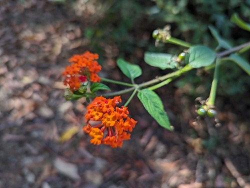 ผกากรอง · common lantana · Lantana camara