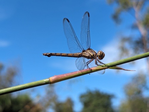 แมลงปอบ้านทุ่งขนเทา · Swampwatcher · Potamarcha congener