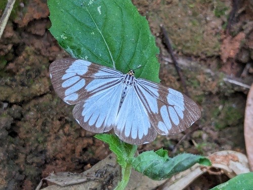 Marbled White Moth · Nyctemera coleta