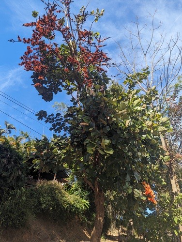 ทองกวาว · Flame of The Forest · Butea monosperma