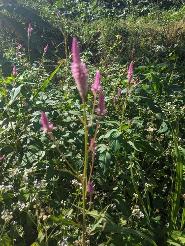 หงอนไก่ · Quail Grass · Celosia argentea