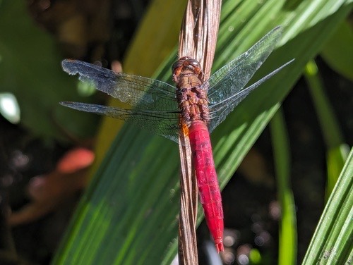 แมลงปอบ้านเสือแดงเลือดนก · Brown-backed Red Marsh Hawk · Orthetrum chrysis