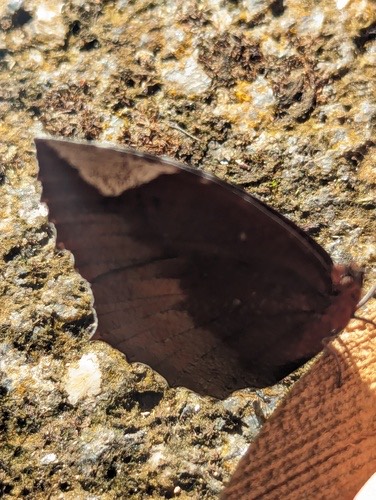 ผีเสื้อหนอนมะพร้าวธรรมดา · Common Palmfly · Elymnias hypermnestra