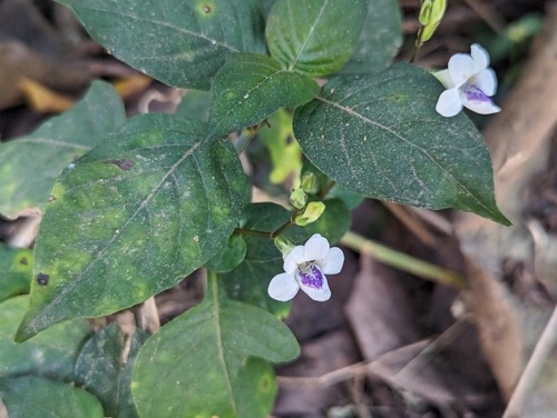 หญ้าใบพริก · African Coromandel · Asystasia intrusa