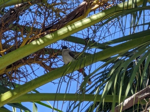 นกปรอดหัวสีเขม่า · Sooty-headed Bulbul · Pycnonotus aurigaster