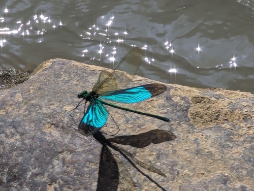 แมลงปอเข็มน้ำตกใหญ่จีน · Green Metalwing · Neurobasis chinensis