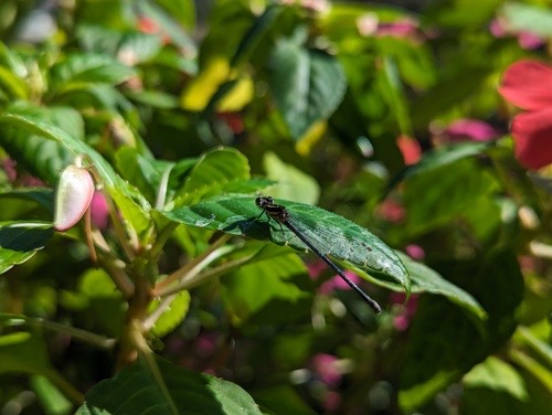 แมลงปอเข็มพุ่มดำ · Marsh Dancer · Onychargia atrocyana
