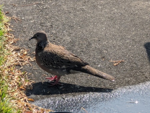 นกเขาใหญ่ · Spotted Dove · Spilopelia chinensis