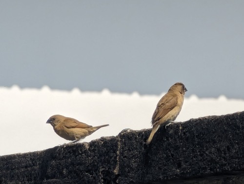 นกกระติ๊ดขี้หมู · Scaly-breasted Munia · Lonchura punctulata