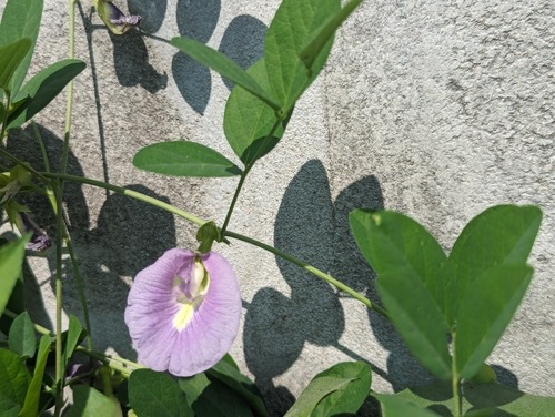 อัญชัน · Blue Pea · Clitoria ternatea
