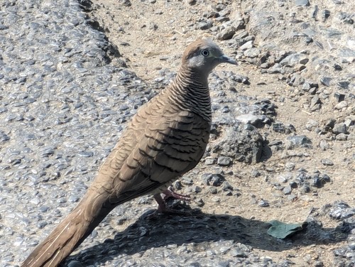 นกเขาชวา · Zebra Dove · Geopelia striata