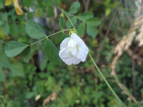 White Butterfly Pea · Clitoria ternatea albiflora