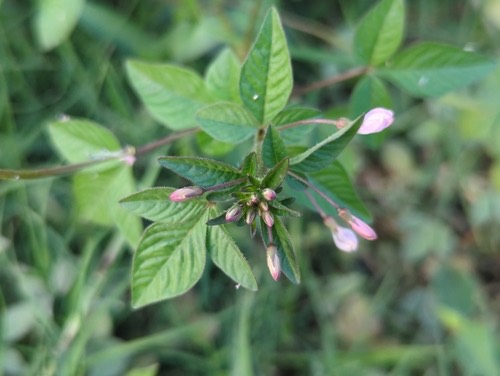 ผักเสี้ยนขน · Purple Cleome · Cleome rutidosperma