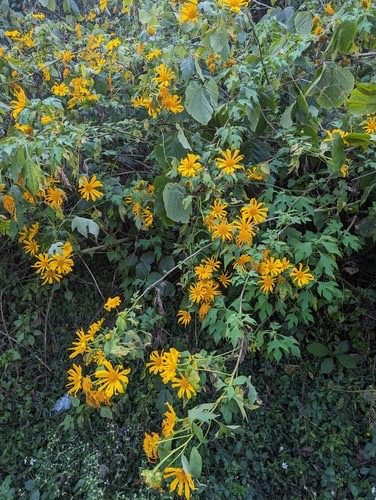 บัวตอง · Mexican sunflower · Tithonia diversifolia