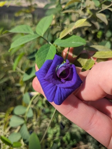 อัญชัน · Blue Pea · Clitoria ternatea
