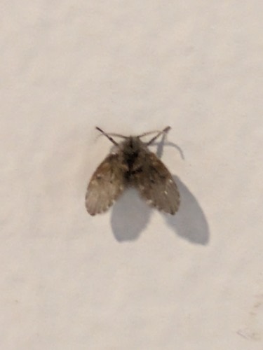 แมลงหวี่ขนจุดขาว · Bathroom Moth Fly · Clogmia albipunctata