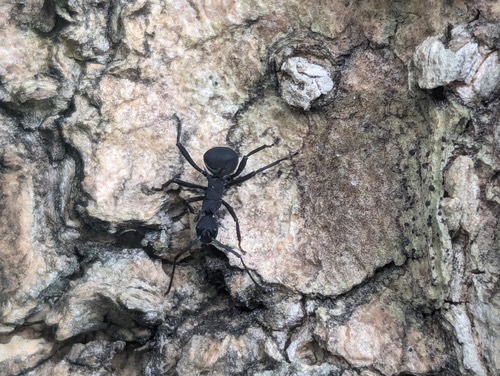 มดหนามกระทิงดำ · Armed Spiny Ant · Polyrhachis armata