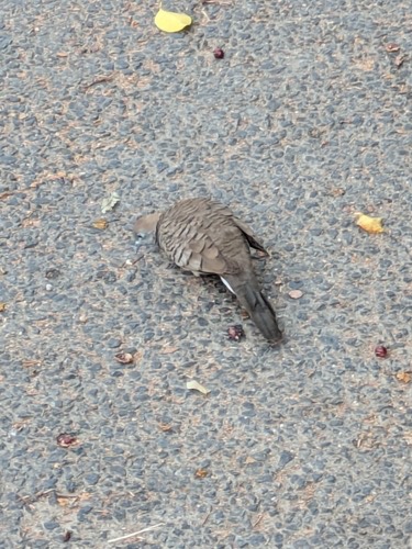 นกเขาชวา · Zebra Dove · Geopelia striata