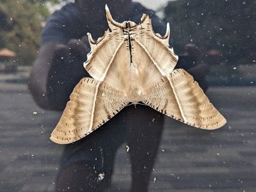 มอธค้างคาว · Tropical Swallowtail Moth · Lyssa zampa