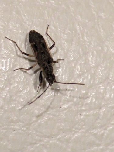 Horridipamera nietneri