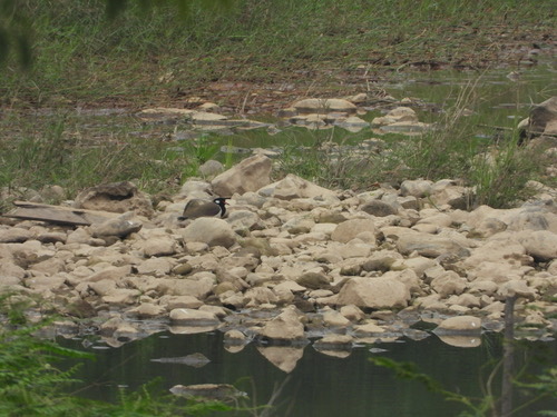 นกกระแตแต้แว้ด · Red-wattled Lapwing · Vanellus indicus