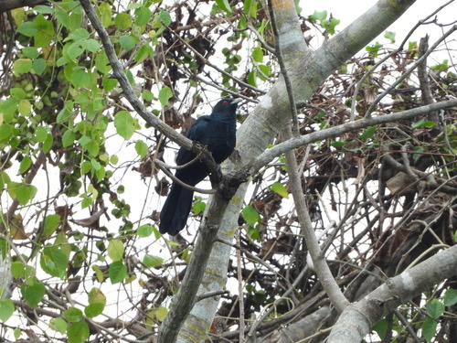 นกกาเหว่า · Asian Koel · Eudynamys scolopaceus