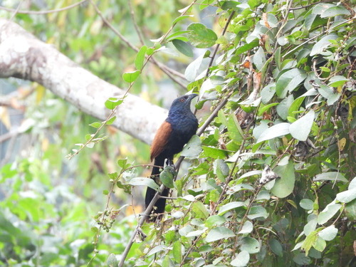นกกระปูดใหญ่ · Greater Coucal · Centropus sinensis