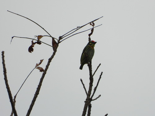 นกตีทอง · Coppersmith Barbet · Psilopogon haemacephalus