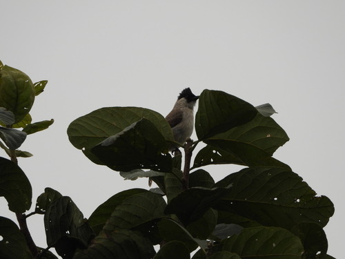 นกปรอดหัวสีเขม่า · Sooty-headed Bulbul · Pycnonotus aurigaster