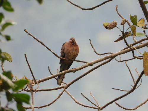 นกเขาใหญ่ · Spotted Dove · Spilopelia chinensis