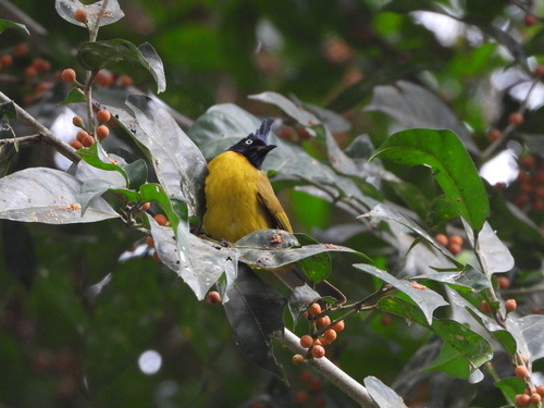 นกปรอดเหลืองหัวจุก · Black-crested Bulbul · Rubigula flaviventris