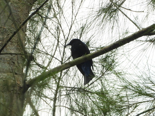 นกเขียวคราม · Asian Fairy-bluebird · Irena puella