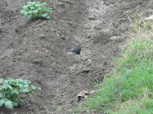 นกกวัก · White-breasted Waterhen · Amaurornis phoenicurus