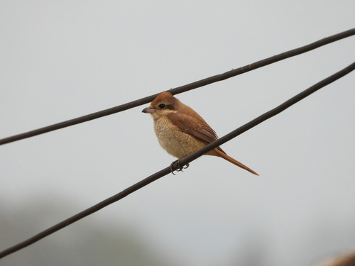 นกอีเสือสีน้ำตาล · Brown Shrike · Lanius cristatus