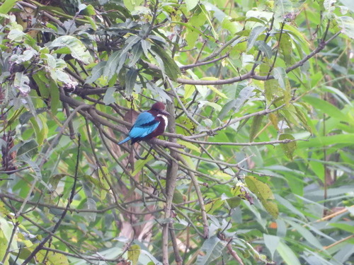 นกกะเต็นอกขาว · White-throated Kingfisher · Halcyon smyrnensis