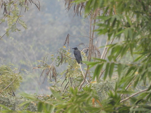 อีกา · Large-billed Crow · Corvus macrorhynchos