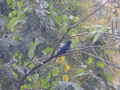 นกกาเหว่า · Asian Koel · Eudynamys scolopaceus