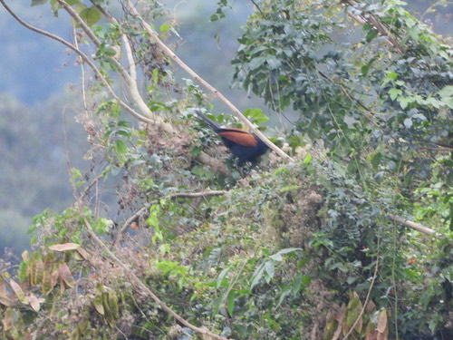 นกกระปูดใหญ่ · Greater Coucal · Centropus sinensis
