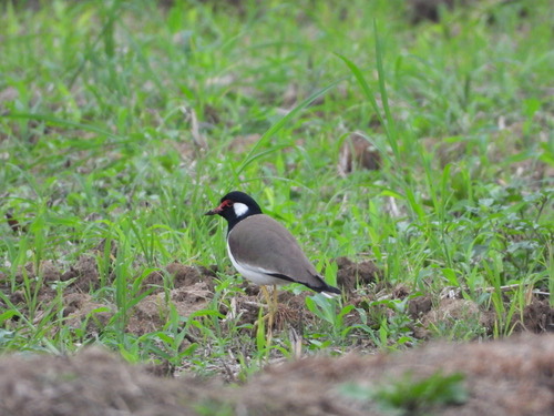 นกกระแตแต้แว้ดตะวันออก · Black-necked Red-wattled Lapwing · Vanellus indicus atronuchalis