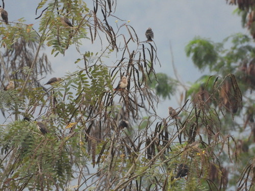 นกกิ้งโครงแกลบหัวเทา · Chestnut-tailed Starling · Sturnia malabarica